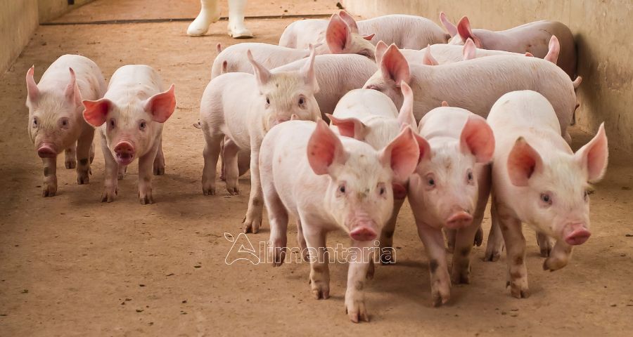 Paraguay expande su presencia en Taiwán con un salto significativo en exportaciones cárnicas
